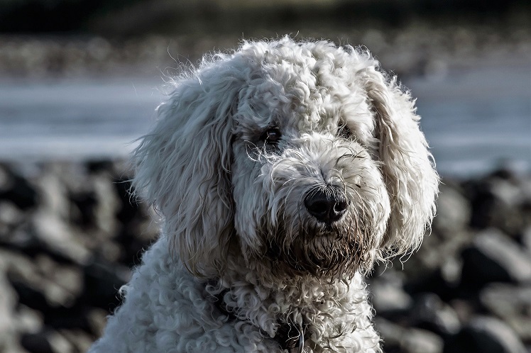 Welke waterblazer is geschikt voor mijn hond?