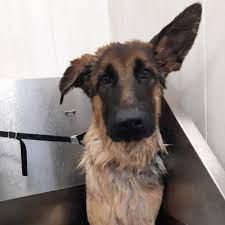 December stress bij honden