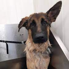 December stress bij honden