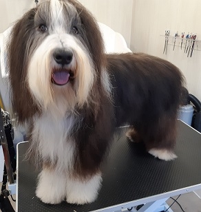 Bearded Collie