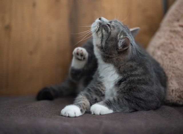 vlooien vlooien bij katten