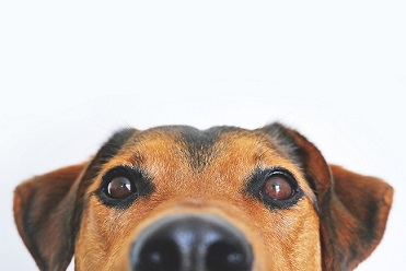 help mijn hond verhaart
