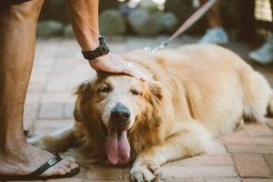 Golden retriever
