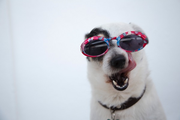 Vrolijke hond met kleurrijke zonnebril