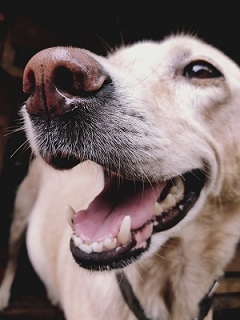 Labrador