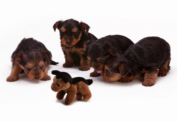 knuffel hond